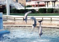 Sea World 3001